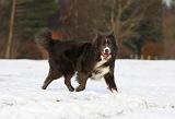BORDER COLLIE 1177